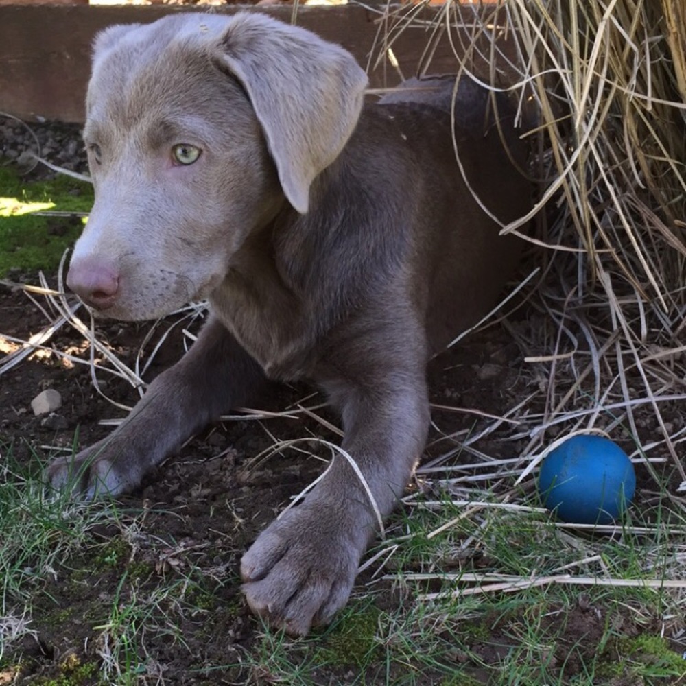 Meet your Posher, Joni